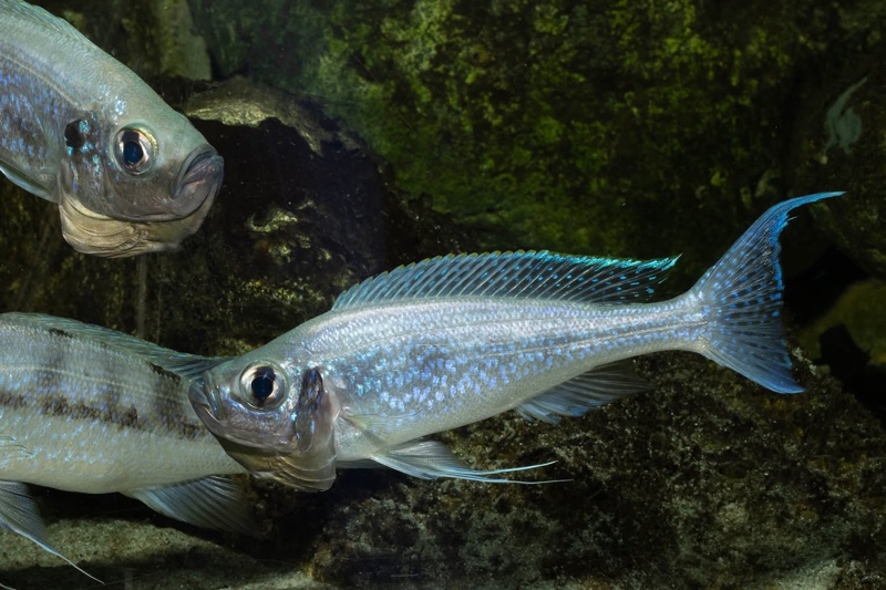 Haplotaxodon microlepis 'Cape Kabogo'